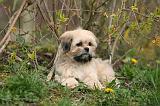 LHASSA APSO 255